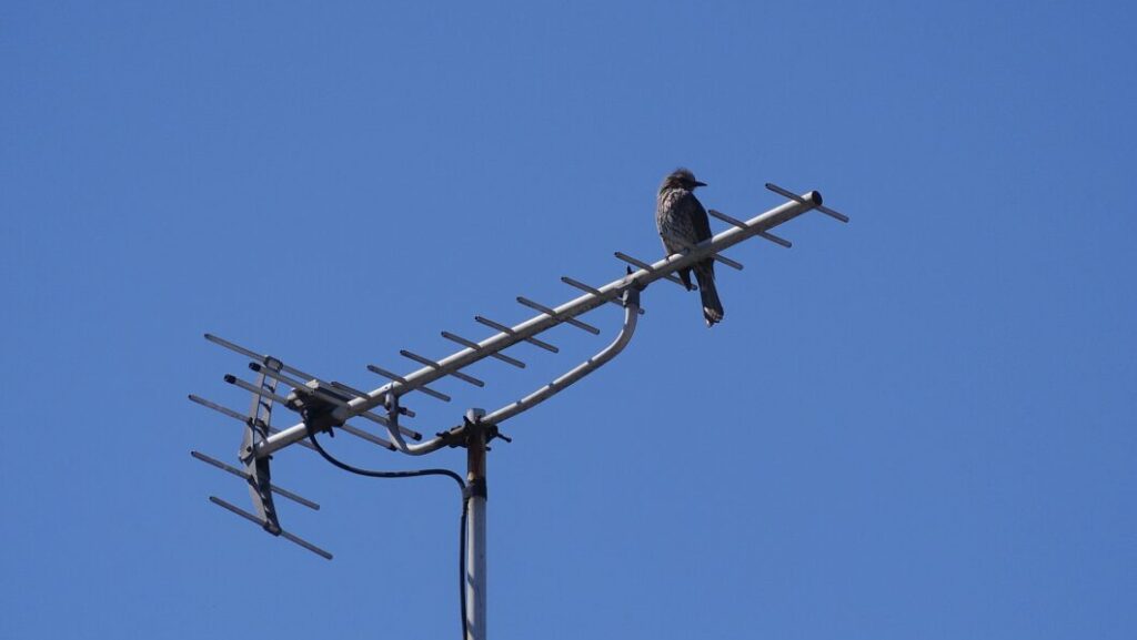 テレビアンテナ 鳥